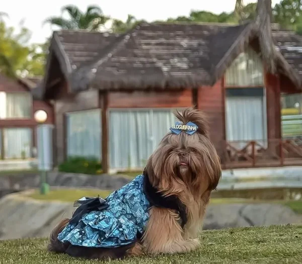 Dog Friendly