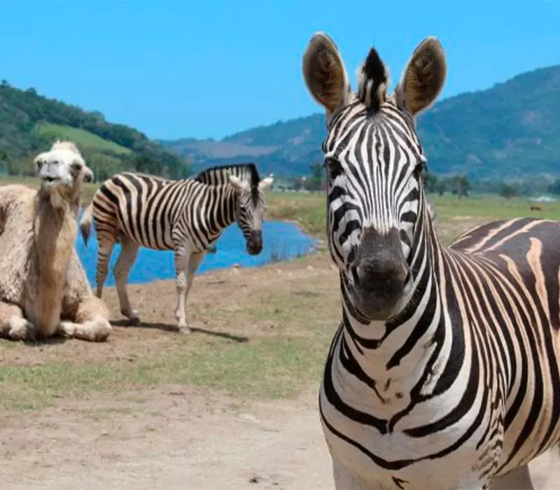 Conheça o Safári exclusivo++ do Portobello Resort